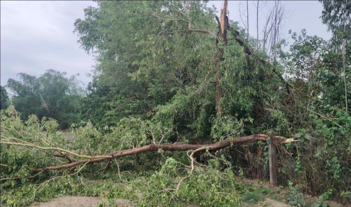 Poles toppled by storm and rain; power supply lines from 10 substations disrupted