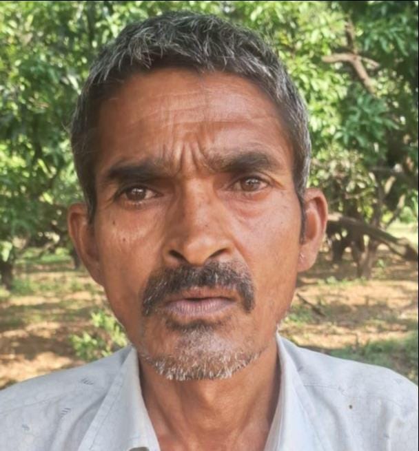 Demand for Mirhachi mangoes rises in Delhi, Madhya Pradesh, and Rajasthan.