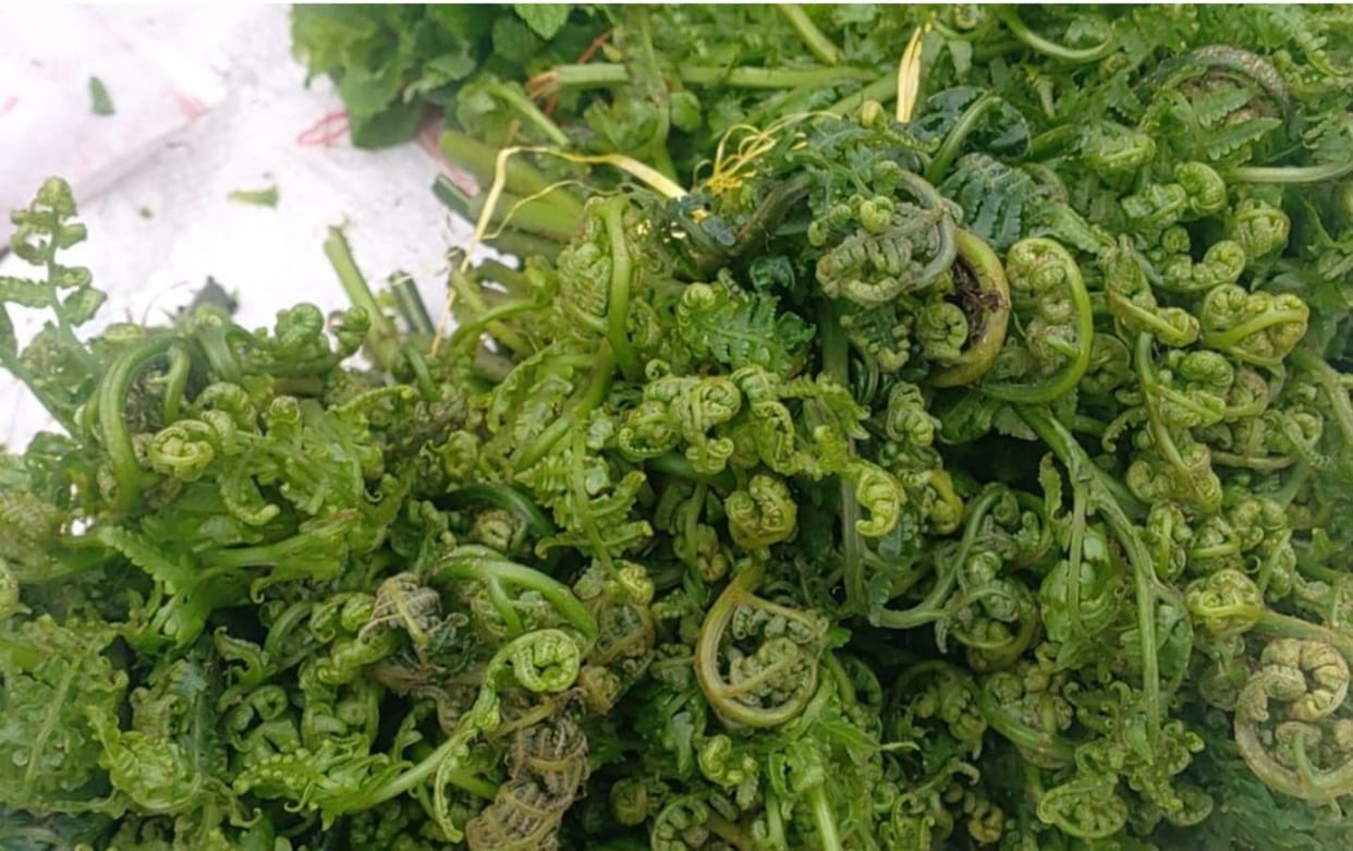 Lingad' vegetable has become a major source of livelihood in hilly regions