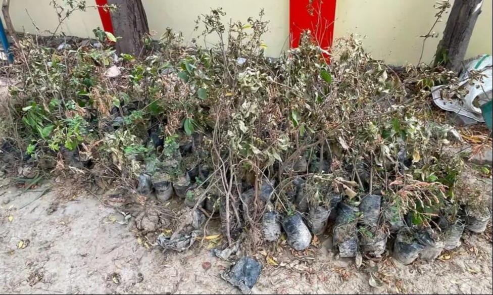 Two thousand saplings withered away due to neglect.