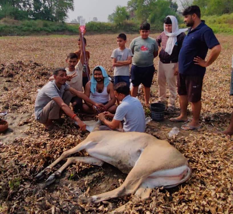 Water bodies dried up; nilgai died, writhing in thirst.