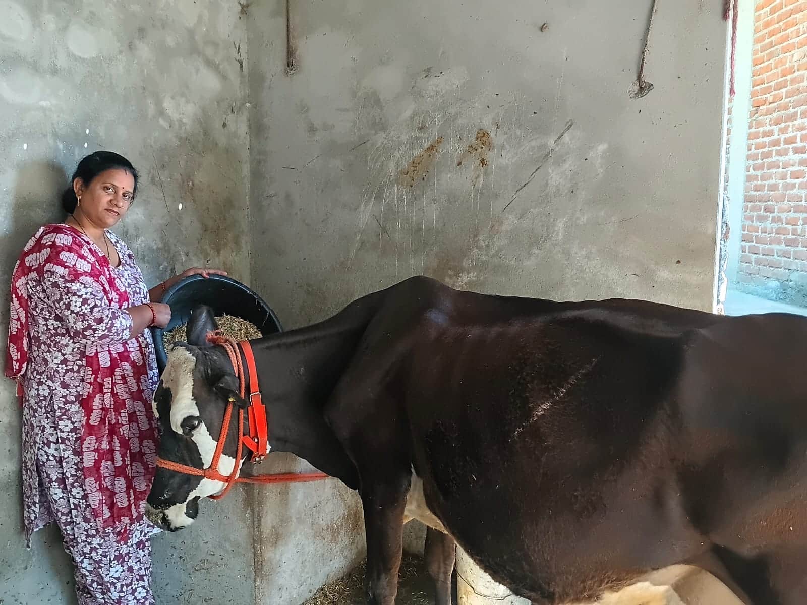 चौकी जमवाला की सपना डेयरी फार्म में गाय को चारा डालते हुए। संवाद