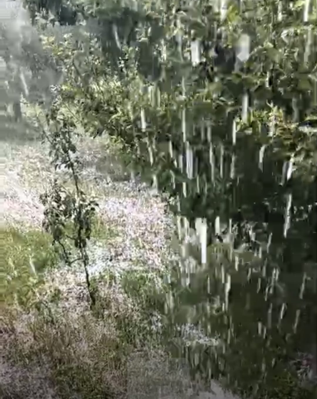 Hailstorm increases concerns for farmers and orchardists