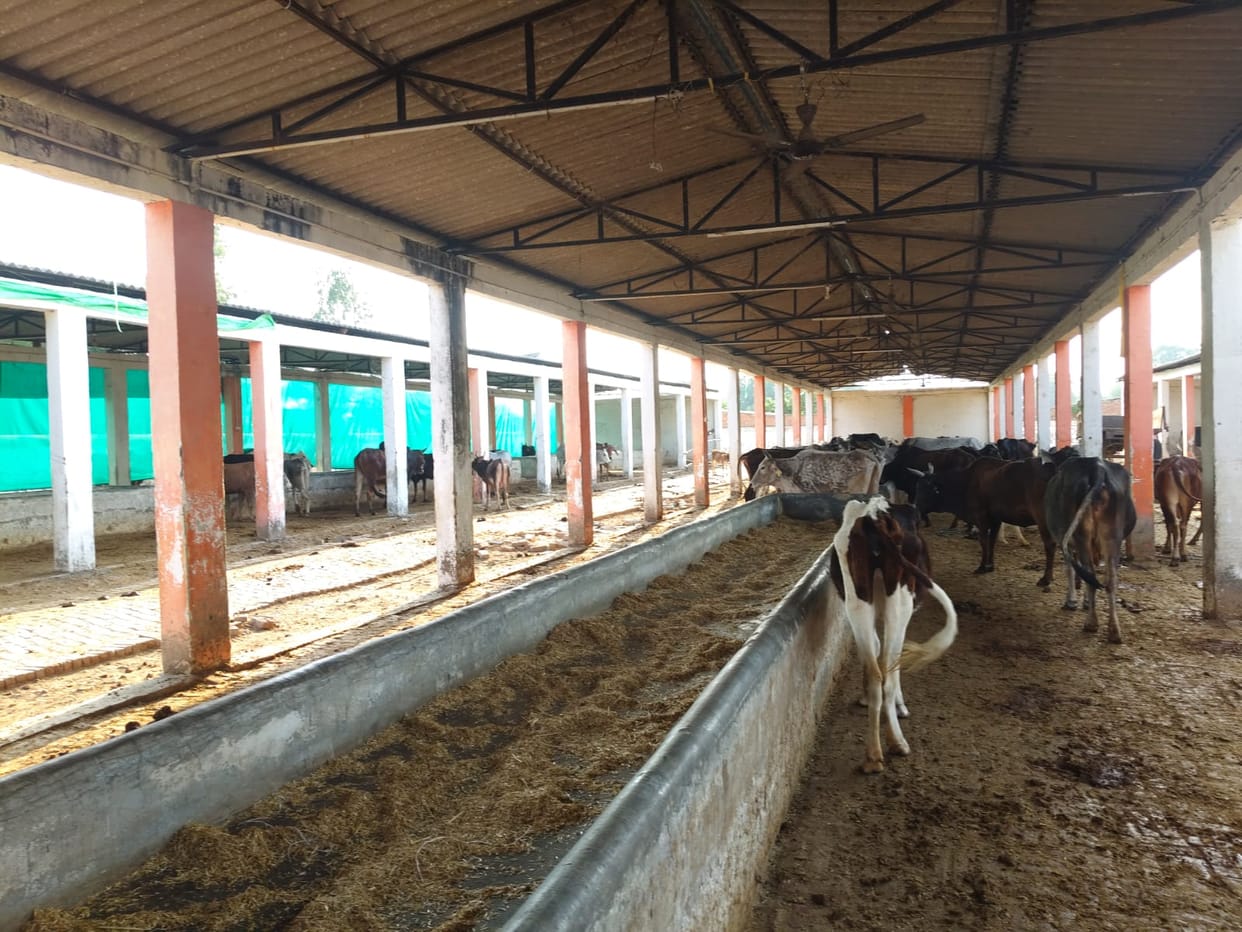 NGOs to now manage the operations of cow shelters; 10 have been handed over.