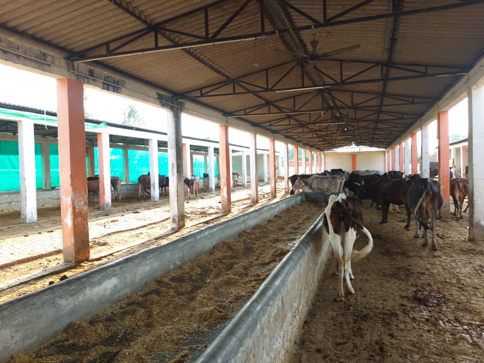 चायल कस्बा स्थित कान्हा गोशाला