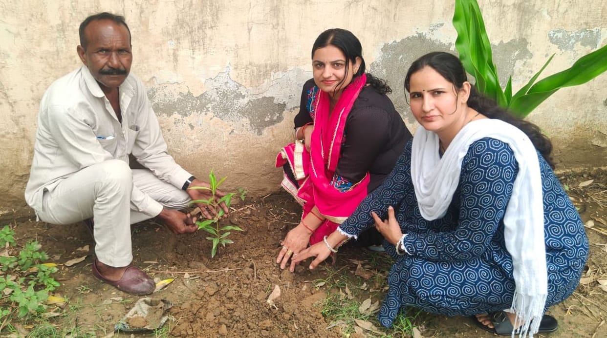 Medicinal plants planted in the dispensary premises.