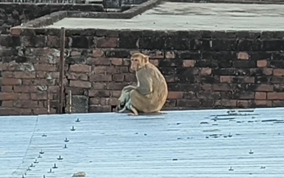 Mother monkey wanders around clutching her dead baby; video goes viral.