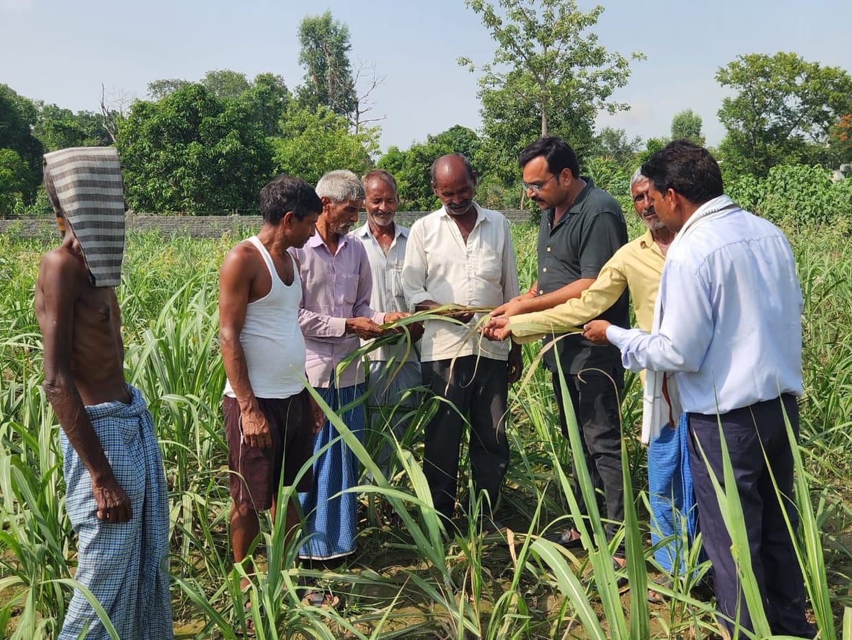 Sugarcane crop affected by disease amidst rising temperatures; monitoring required: Cane Officer