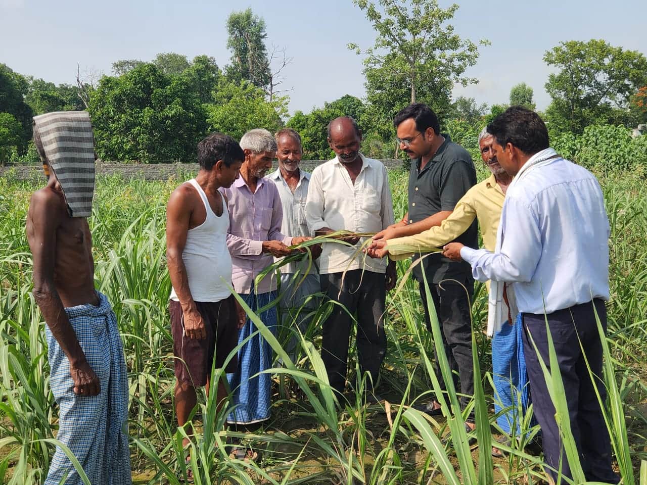 गन्ने की फसल में लगे रोग की जानकारी लेते गन्ना विभाग के अफसर व मौजूद किसान। स्रोत विभाग।