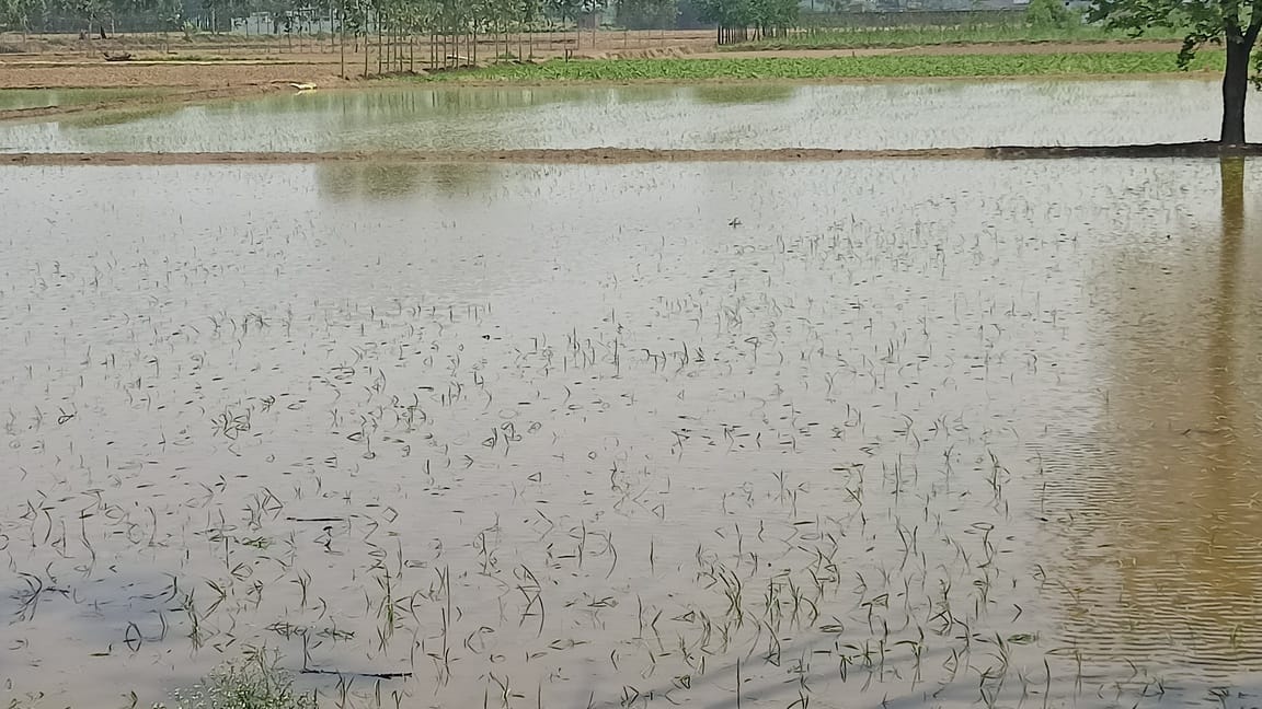 Farmers and laborers have stepped into the fields for paddy transplantation