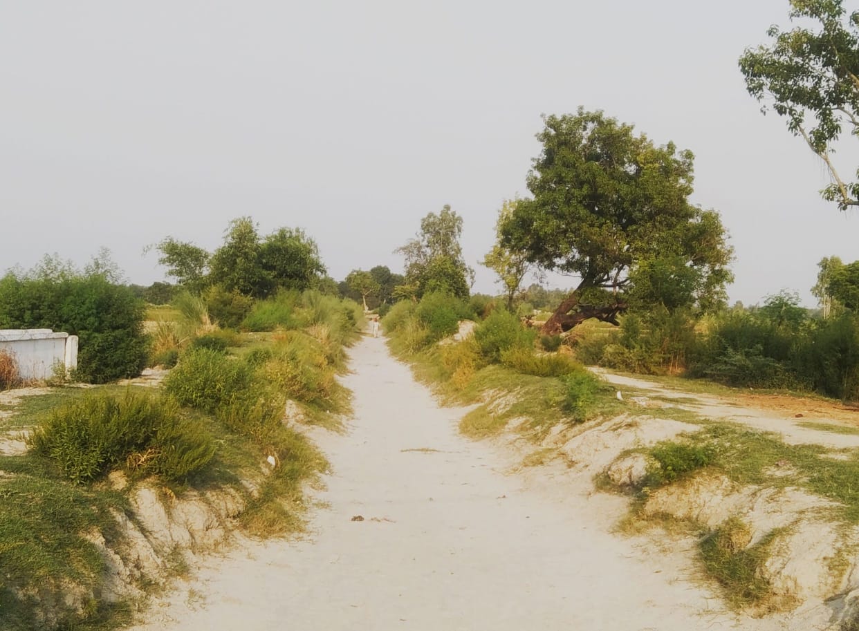 Dry canals, crisis deepens for paddy nurseries