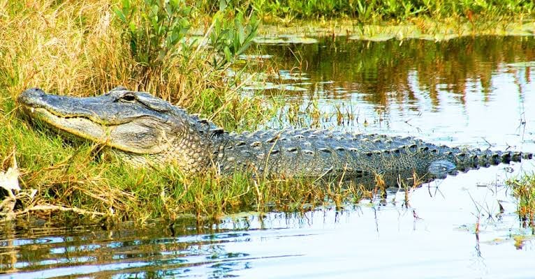 Crocodiles terrorize Bansi, villagers scared
