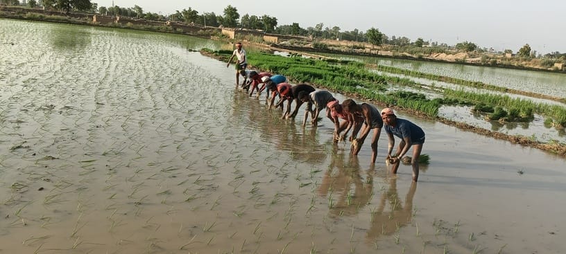 As soon as the deadline expired, the farmers began planting paddy in their fields.