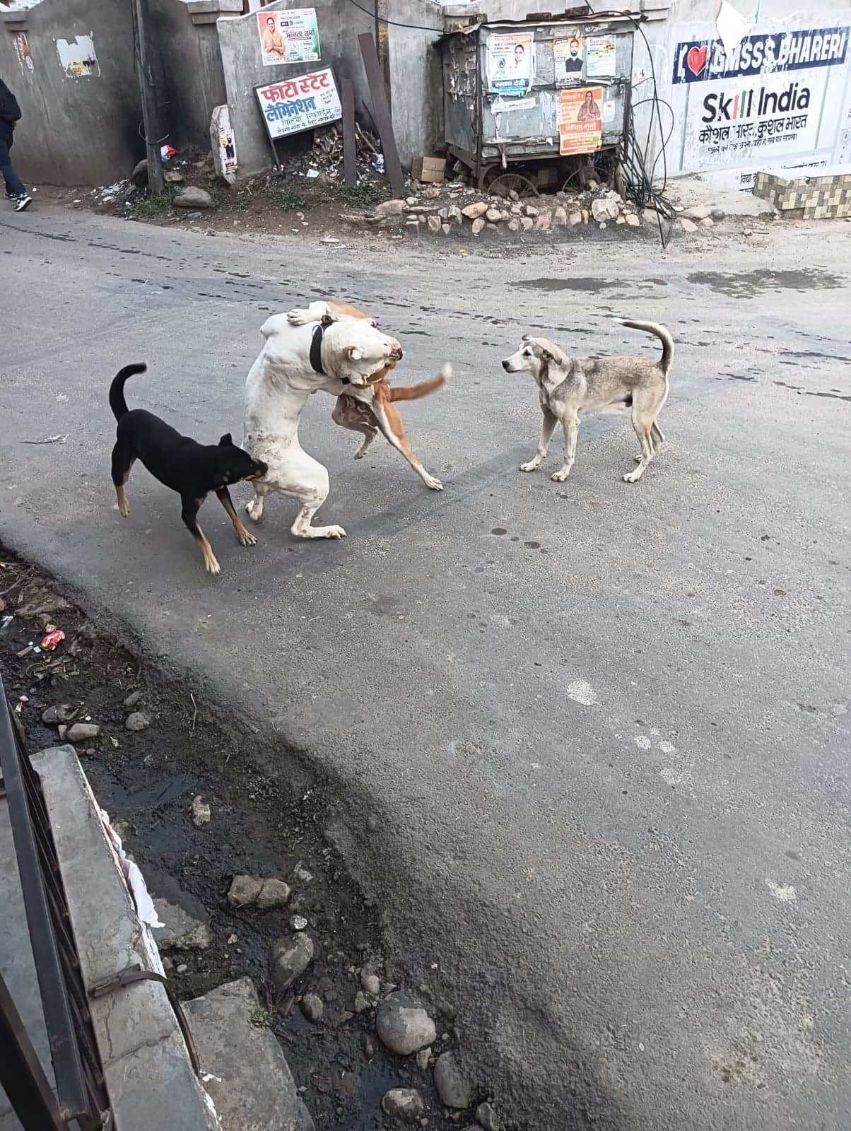 Menace of stray dogs in Bharedi market
