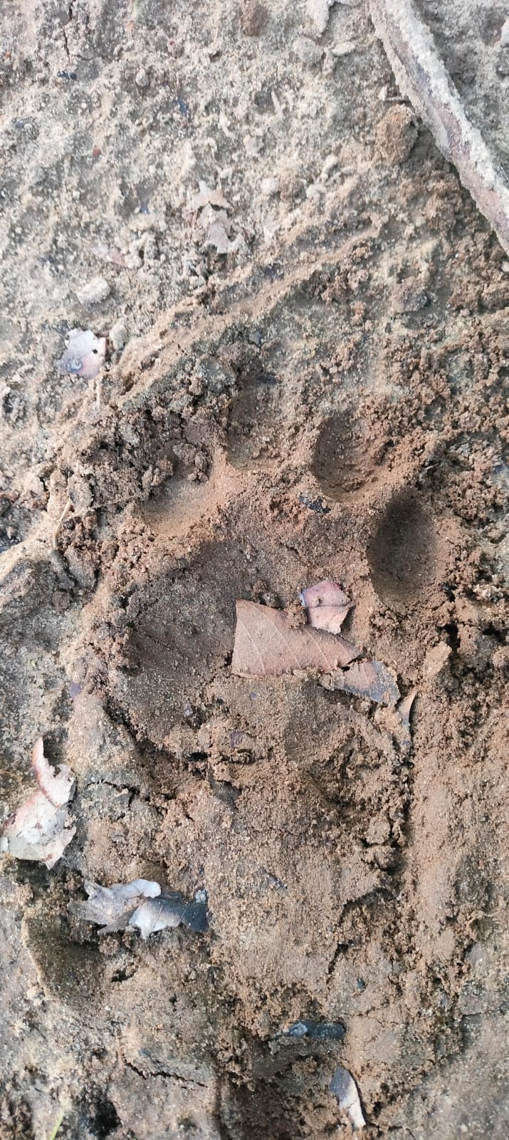 Panic grips area following leopard sighting; paw marks found in mango orchard.