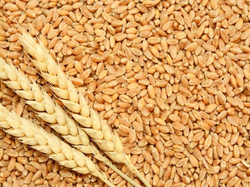 Despite UP leading in wheat production flour and refined flour remain expensive