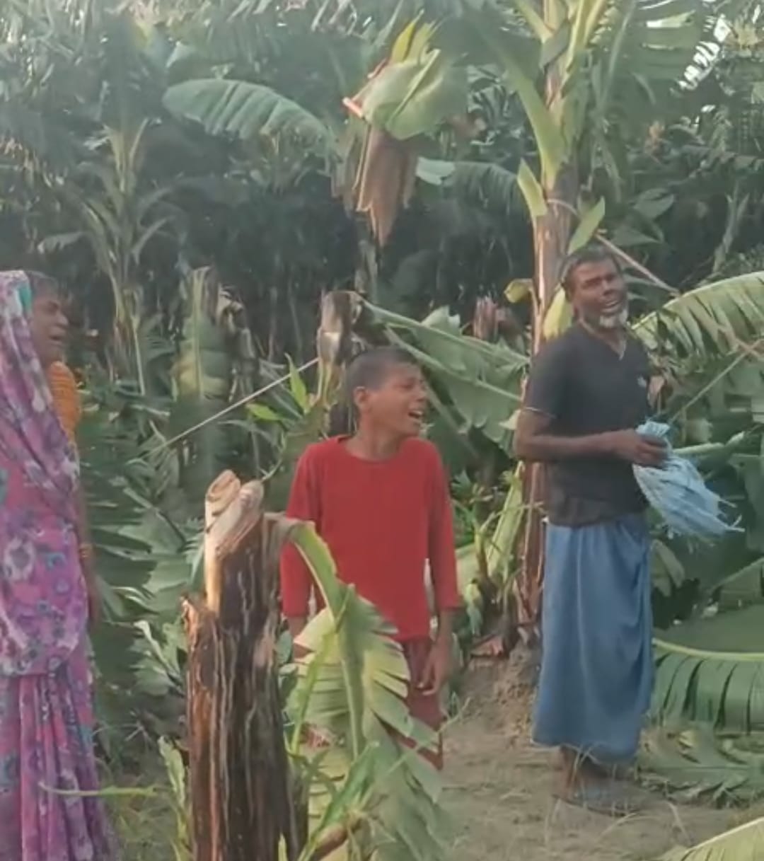 Unknown people destroyed banana plantation