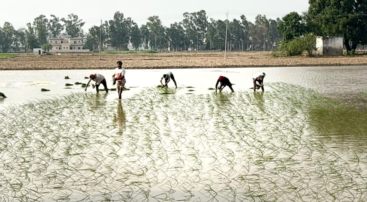 Paddy transplantation begins across the district; migrant laborers take charge.