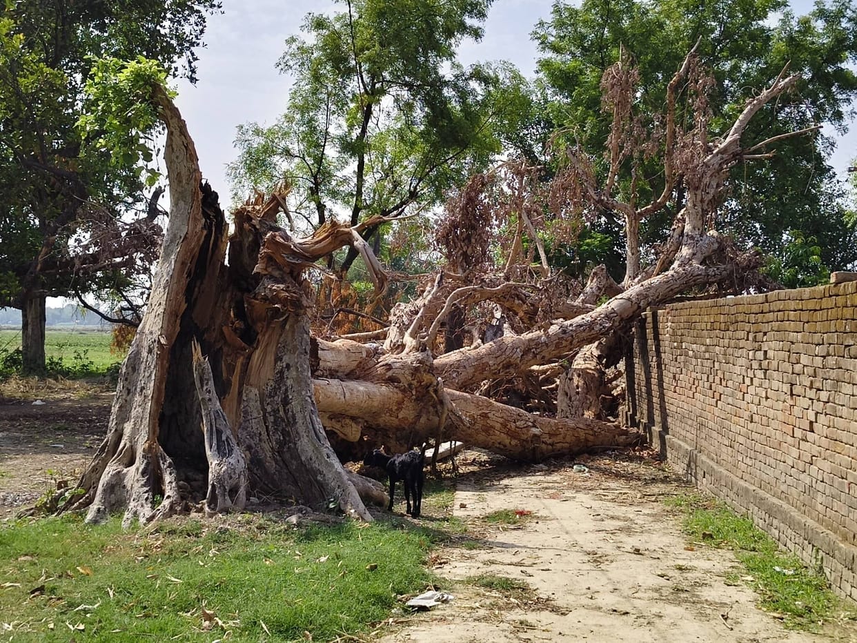 Traffic disrupted in Tejpur village due to a fallen tree