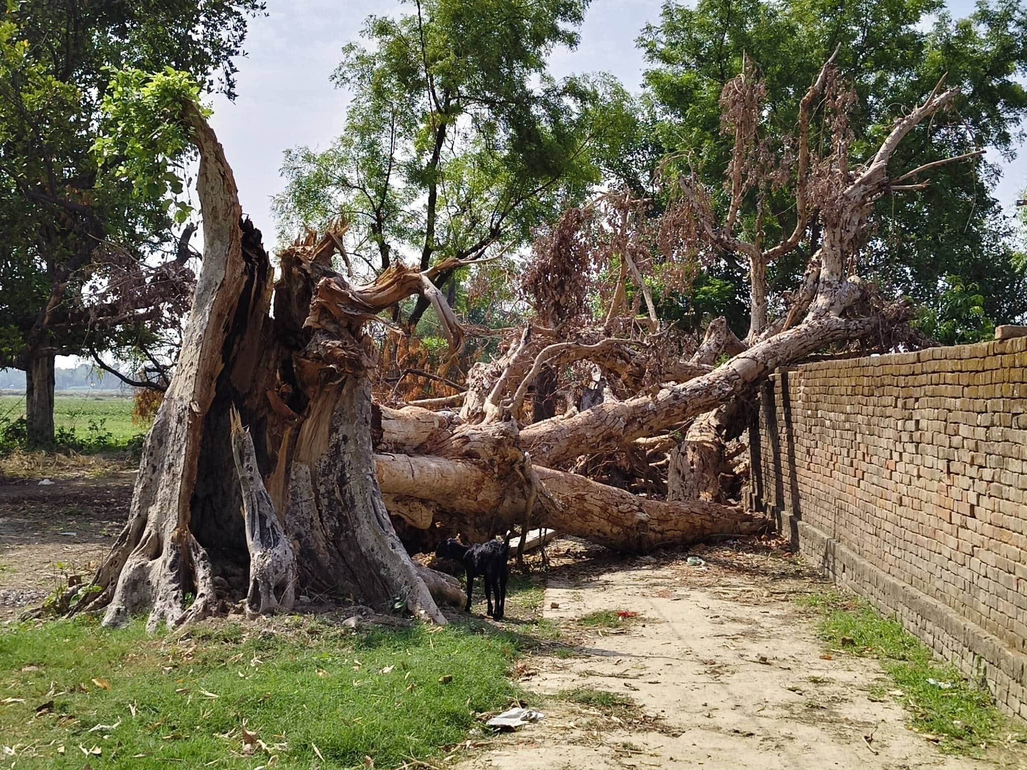 करनाईपुर क्षेत्र के तेजपुर संपर्क मार्ग पर गिरा पड़ा विशाल गूलर का पेड़