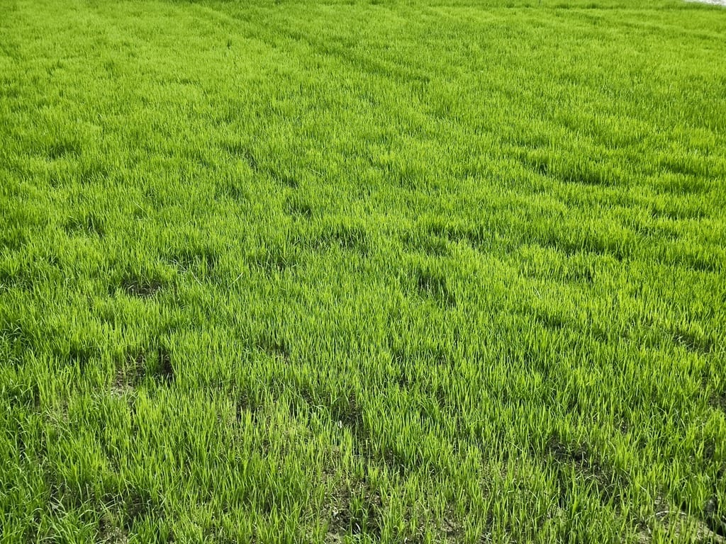 Nursery ready; waiting for rain for paddy transplantation
