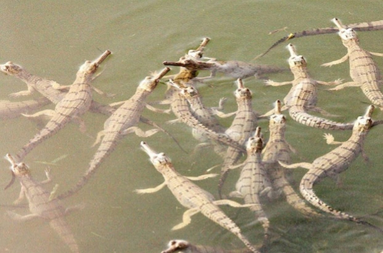 A new generation of gharials in the lap of the Gerua River; 500 hatchlings open their eyes.