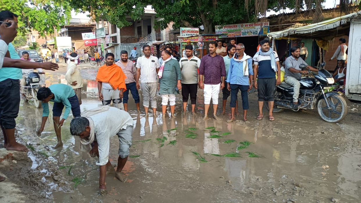 Protest registered by transplanting paddy in waterlogged street.