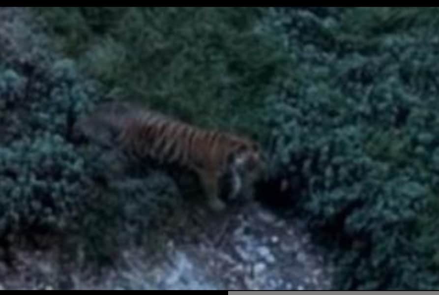 tiger seen in trap camera