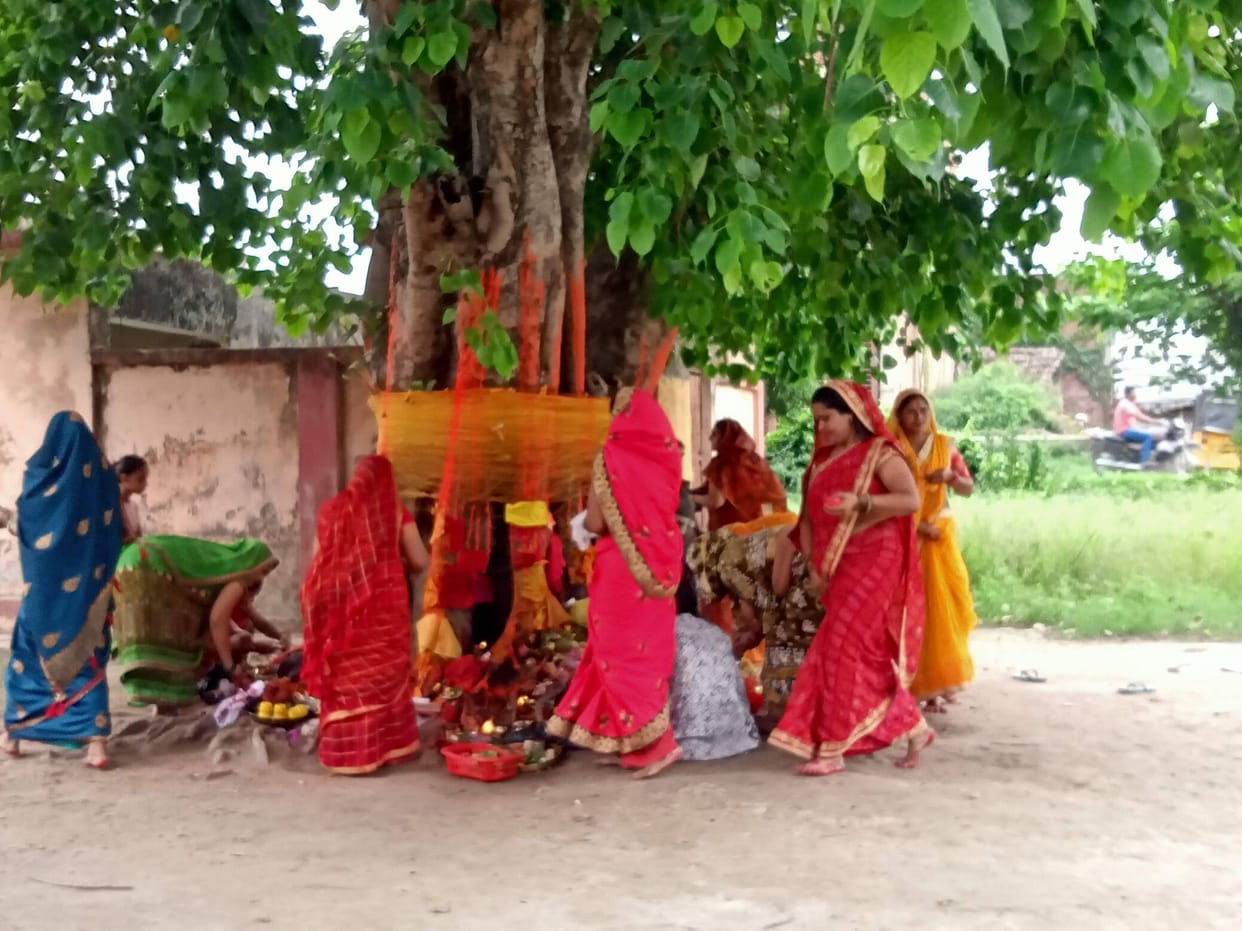 Women circumambulated the Peepal tree on Somvati Amavasya.