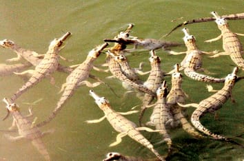 Once on brink of extinction Gharials of Kukrail are now center of attraction in foreign zoos