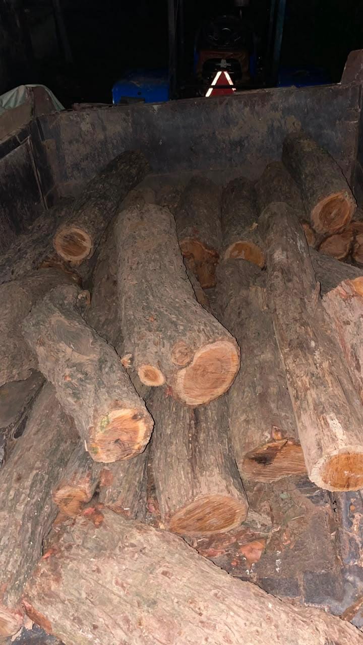 Tractor seized along with 22 bundles of Khair wood; one person arrested.
