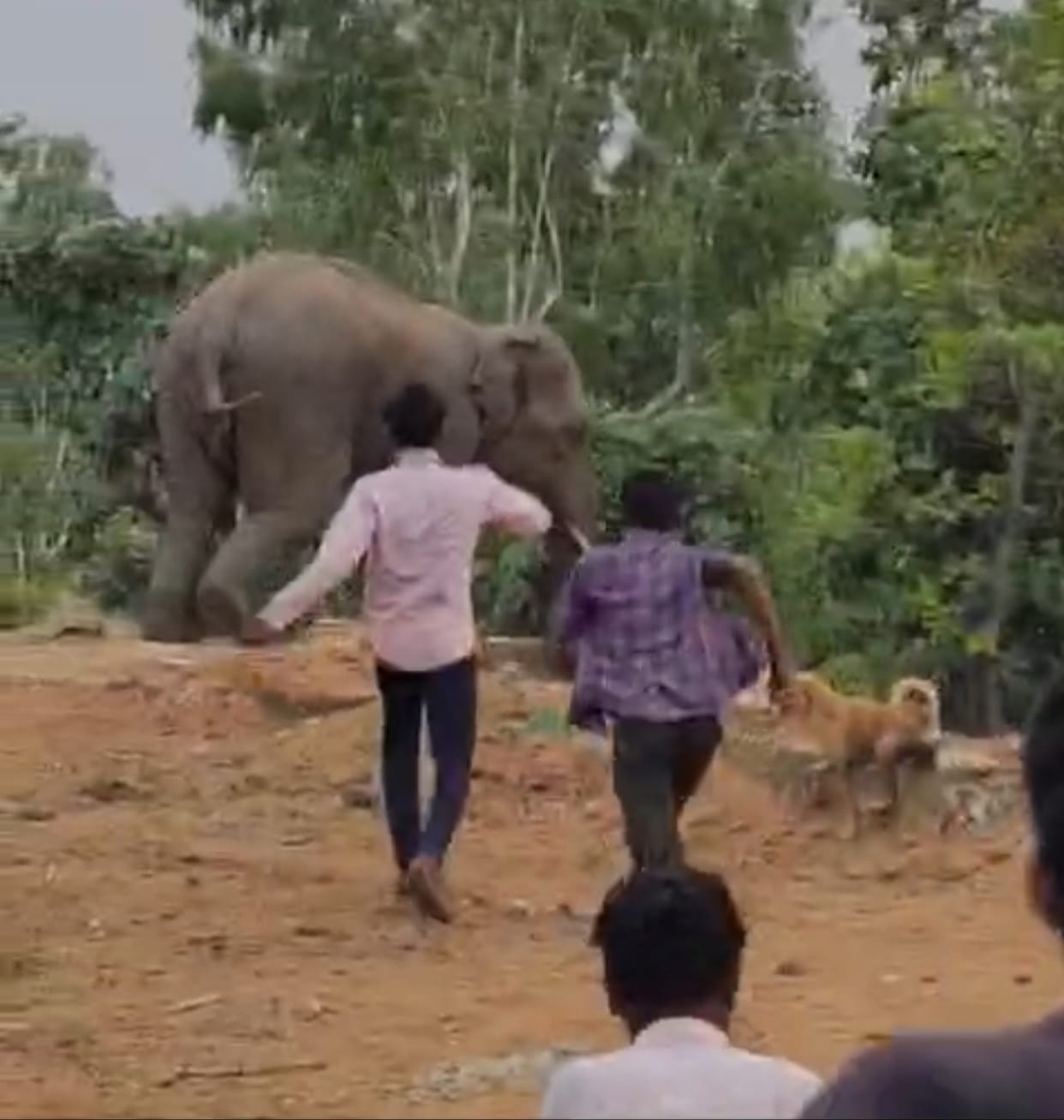 Case of pelting stones at elephants FIR registered against two minors in  GPM