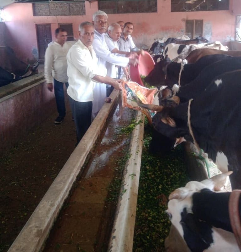Parashuram Dal served green fodder at Geetadham Gaoshala.
