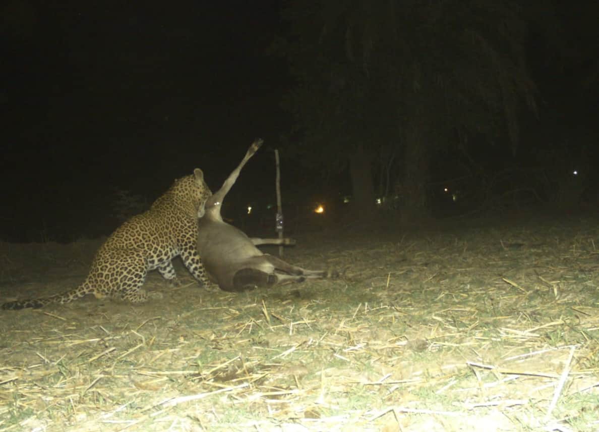 Leopard preys on cattle photo goes viral on social media in Dhamtari