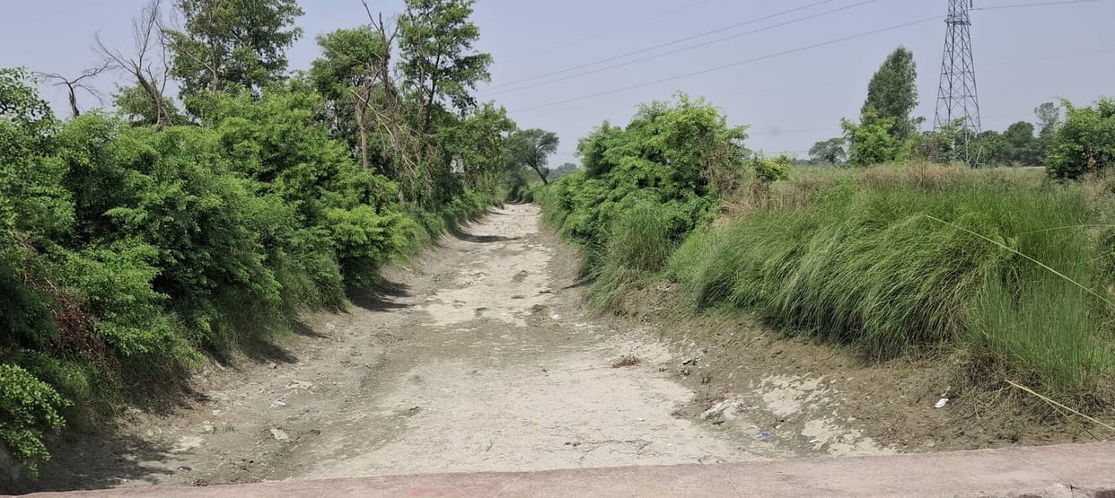 Rice nurseries are drying up because water isn't reaching the canals