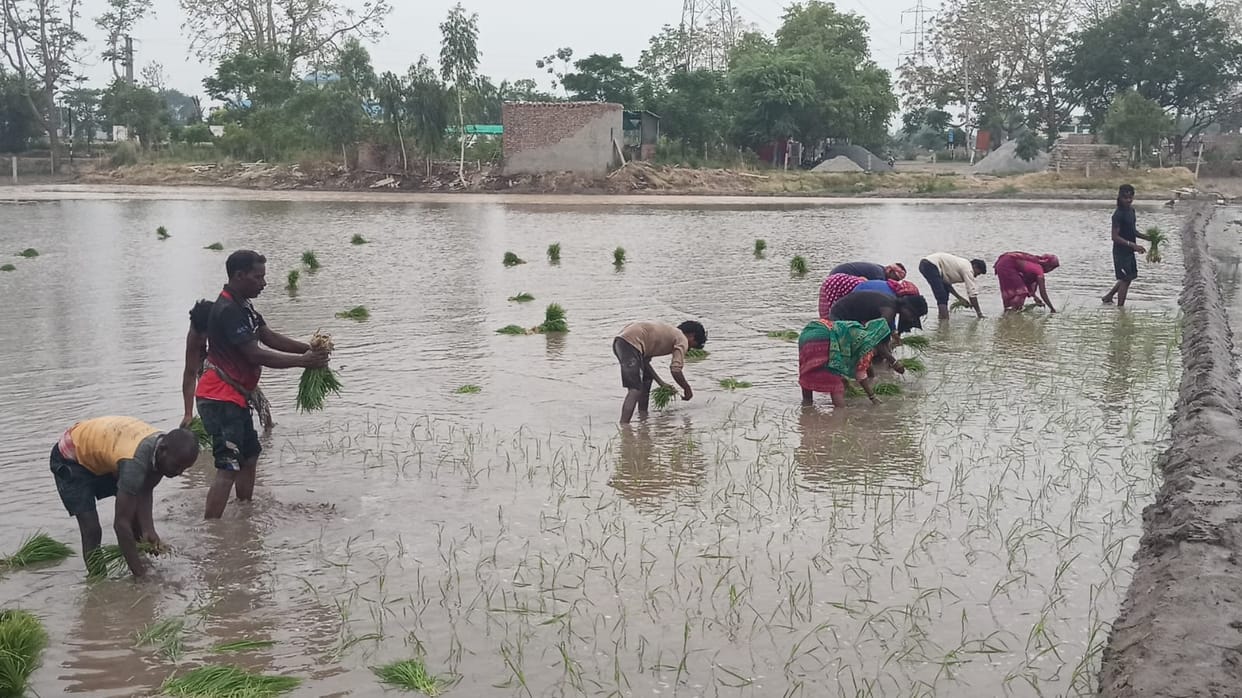 Crisis looms over cotton; paddy crop bolsters farmers' hopes