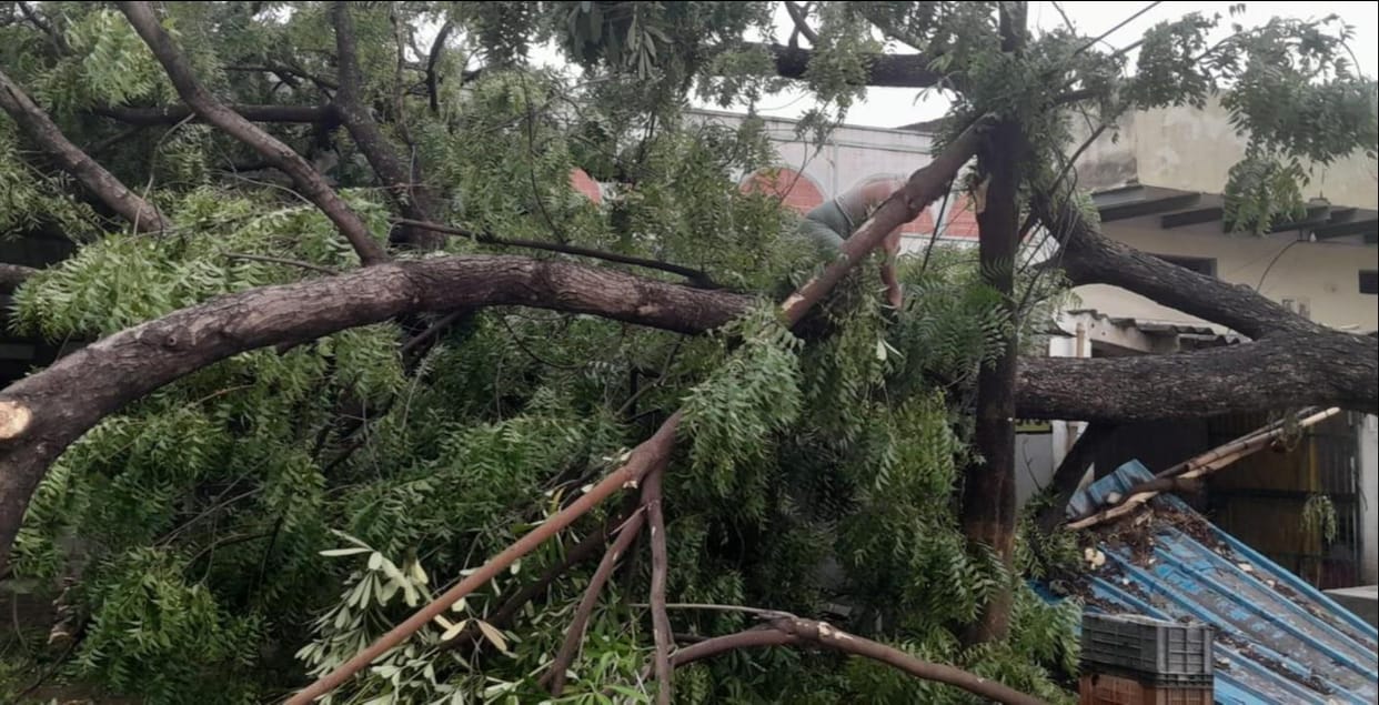 Scorching heat throughout the day; evening storm with 70 km/h winds topples 30 trees.