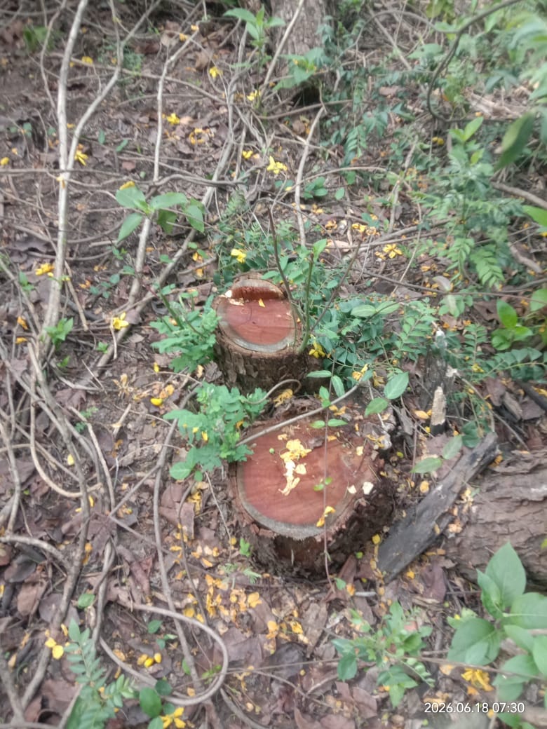 Khair trees being brazenly felled in government forest; department unaware.