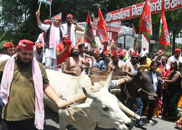SP workers protest against inflation by riding on bullock carts