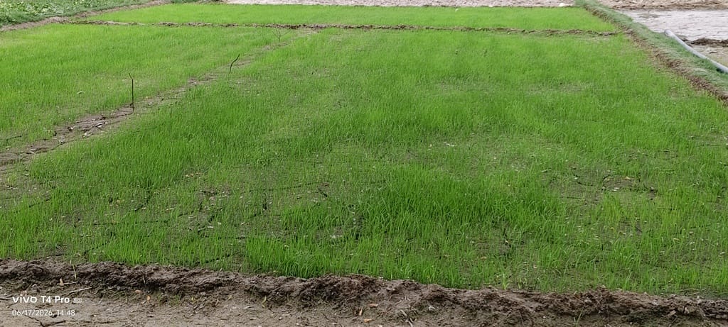 Paddy transplantation delayed due to scorching heat; farmers await rain.