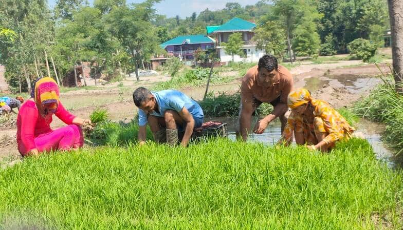 धर्मशाला के पास पास में खेतों में धान की पनीर लगाने के लिए निकालते हुए किसान। अमर उजाला