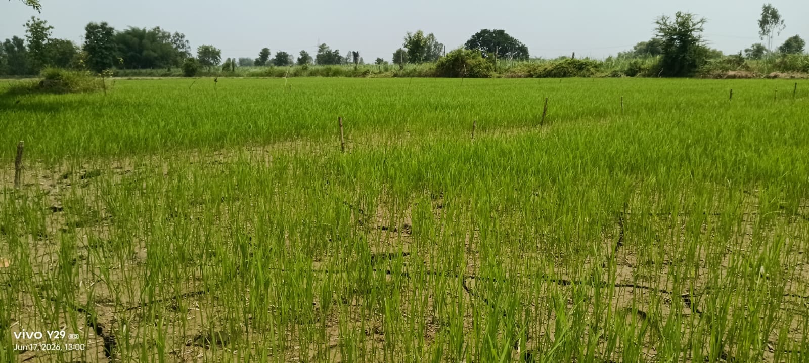 वीरपुर क्षेत्र में लगी धान की नर्सरी के खेत में पड़ी दरारें।