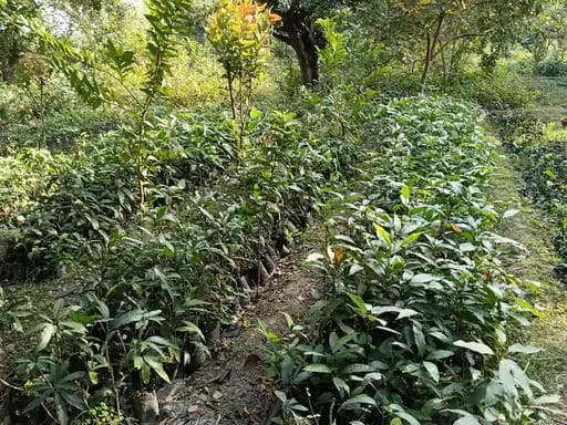 2.14 crore rupees will be spent on plantation and maintenance of trees in Jind, Narwana and Safidon ranges.