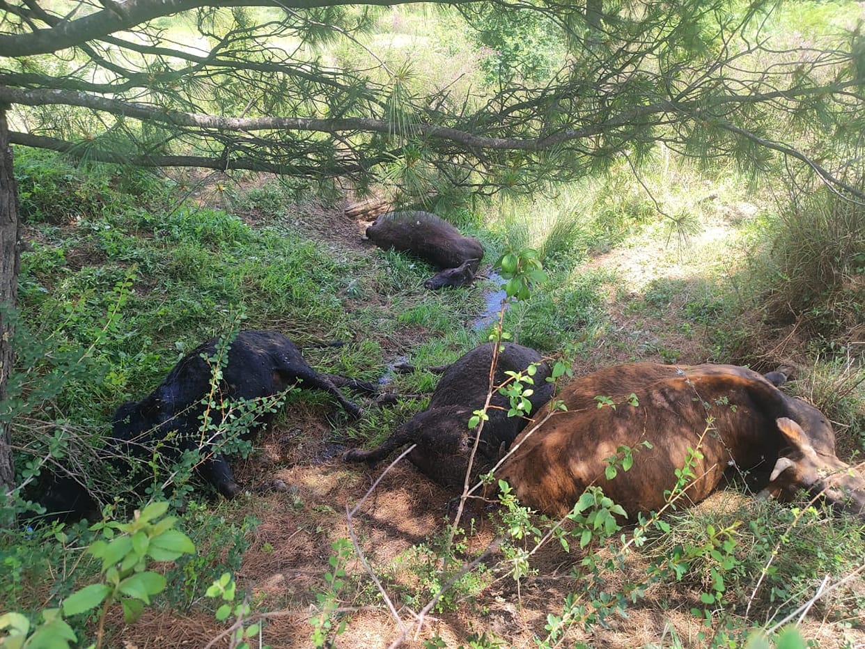 Tree falls due to lightning in Pekha's Ambot
