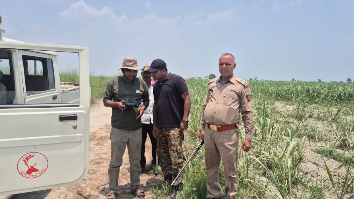 Cameras and drones are being monitored, yet the tiger's location remains elusive