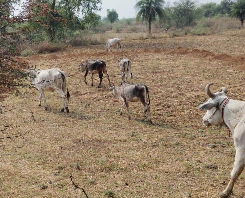 फोटो - 17 पानी की कमी के कारण जंगलों के आसपास भटकते मवेशी। संवाद