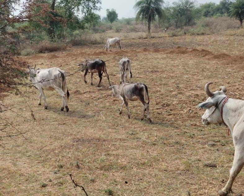 ट्रेलर ने मवेशियों को कुचला