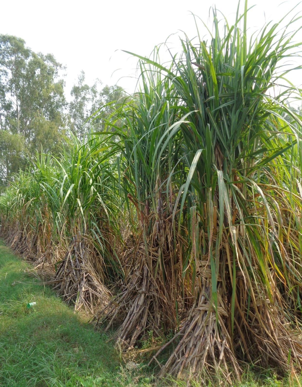 Sugar mills' coffers are full, while farmers' pockets are empty.