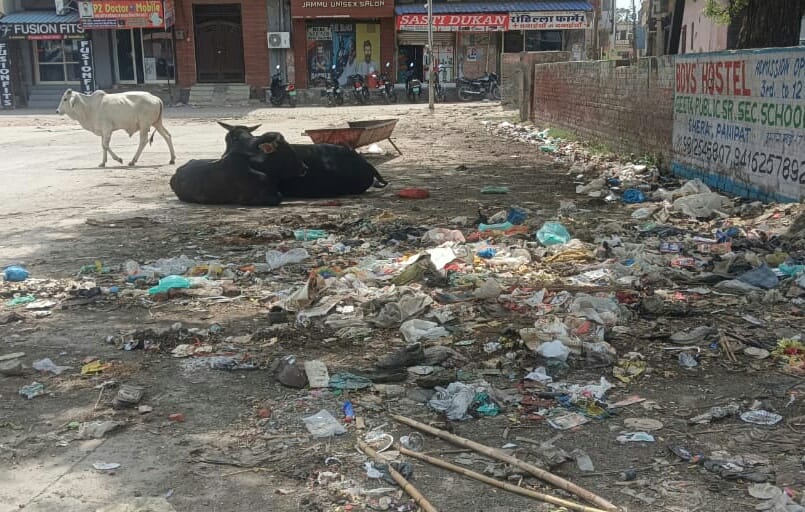 Problem of stray cattle escalates in Israna; demand raised for the construction of a cowshed.