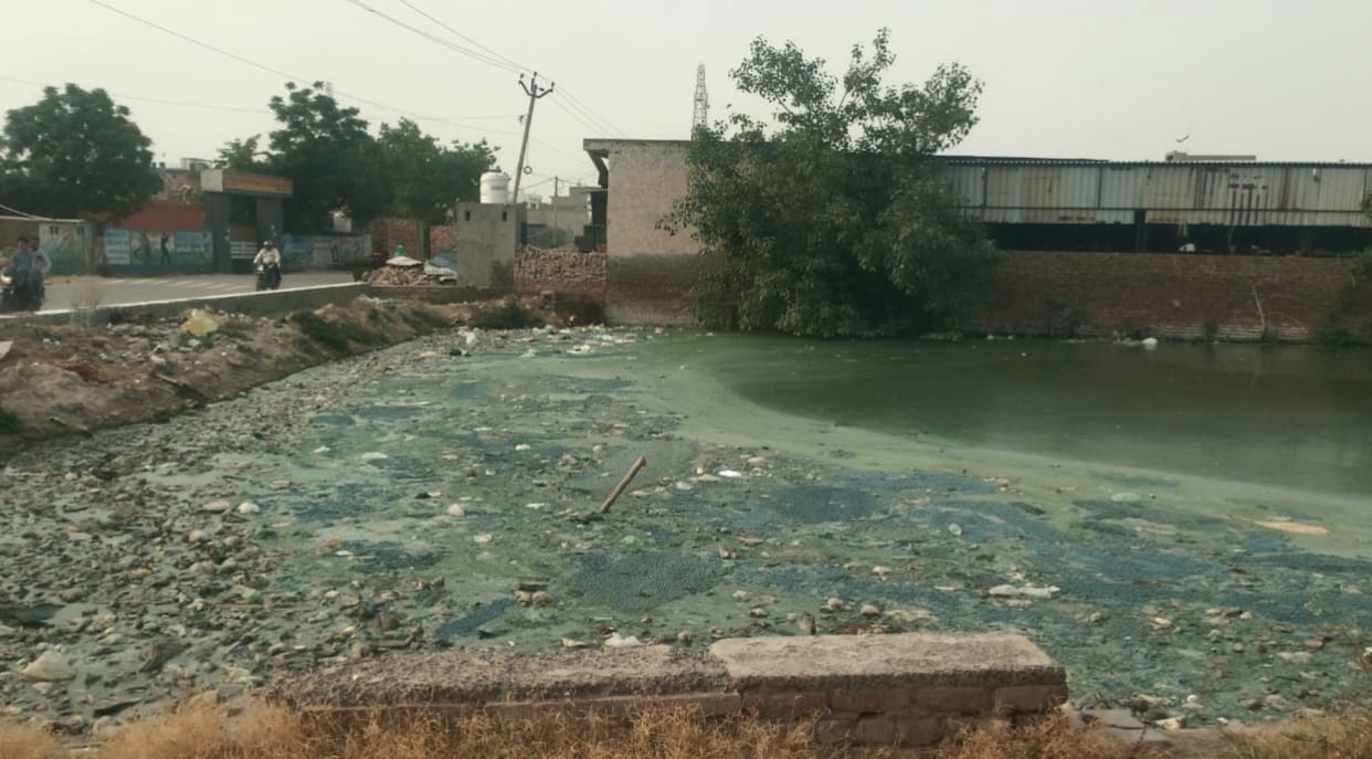 Foul smell emanating from the pond in Rajaund; livestock deprived of water.
